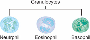 粒細(xì)胞的主要類型